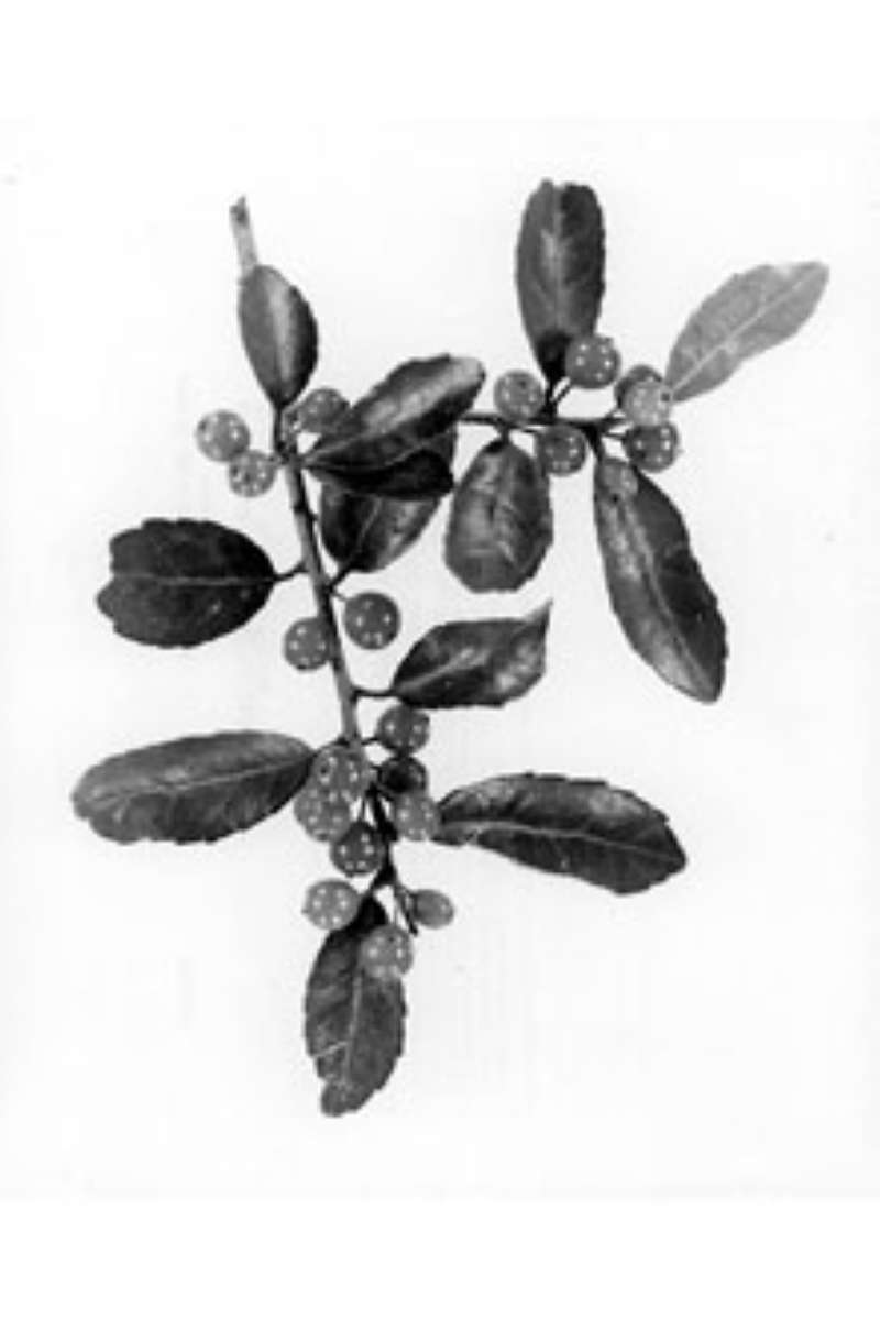 Fruit<br>(Origin of the Specimen: W.D. Brush, USDA-NRCS)