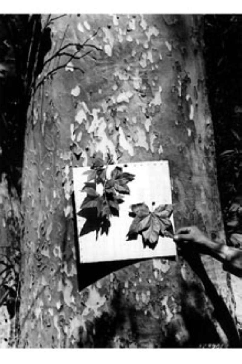 Bark<br>(Origin of the Specimen: W.A> Jackson, USDA-NRCS)