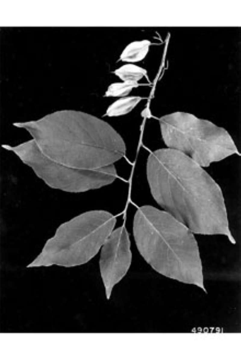 Leaves<br>(Origin of the Specimen: W.D. Brush, USDA-NRCS)