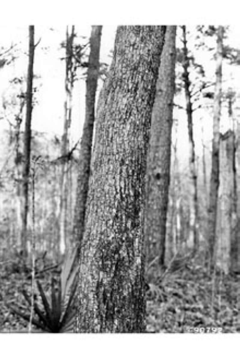 Bark<br>(Origin of the Specimen: W.D. Brush, USDA-NRCS)