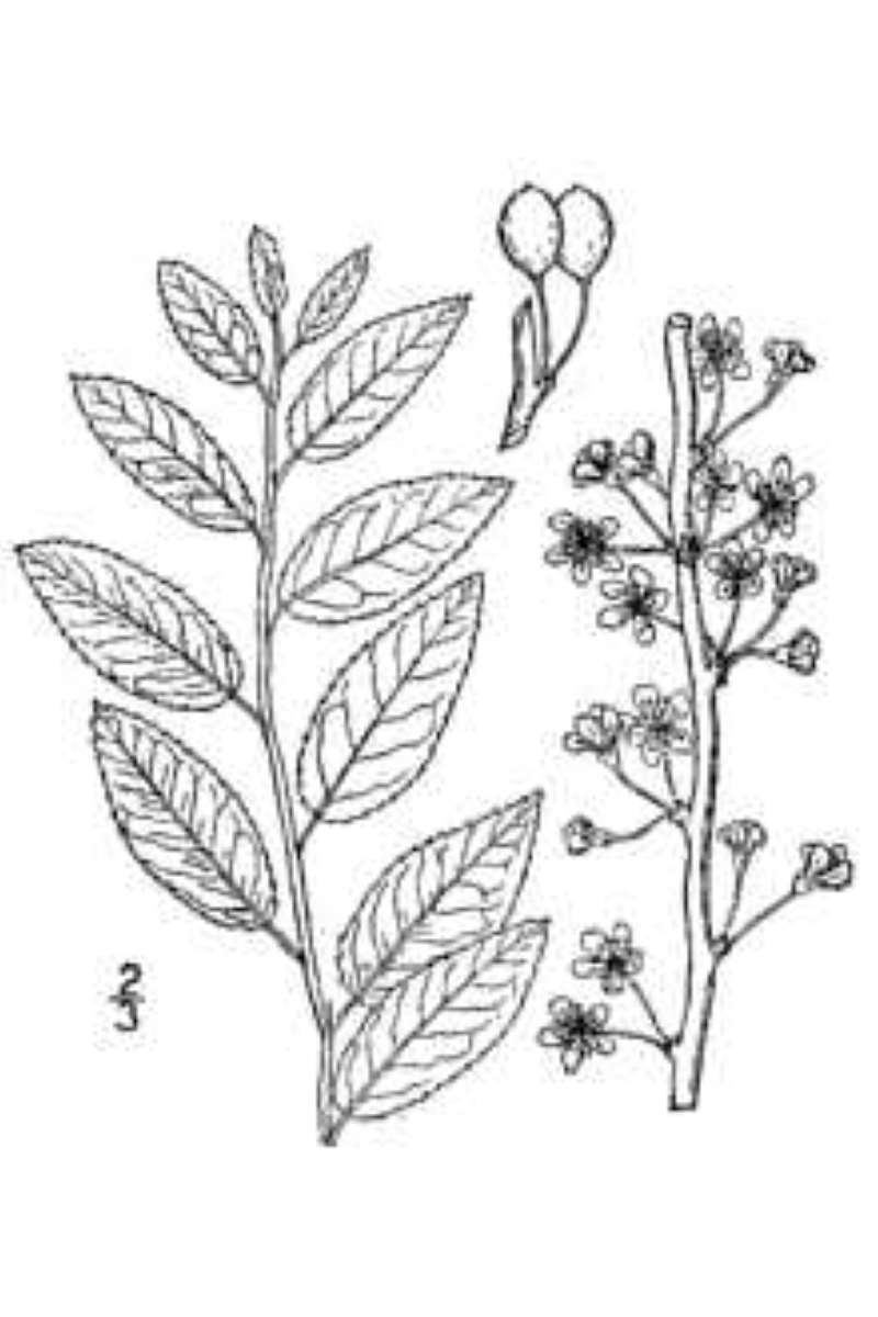 Leaves<br>(Origin of the Specimen: Line Drawing, USDA-NRCS-B&B)