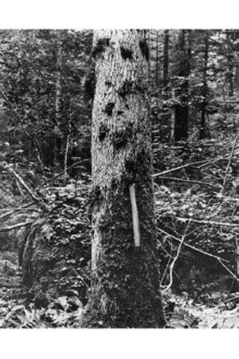 Bark<br>(Origin of the Specimen: R.S. Homer, USDA-NRCS)