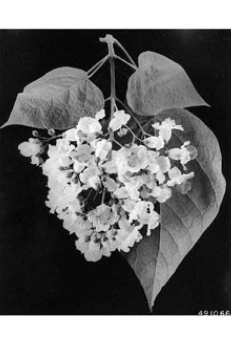 Leaves and Flowrers<br>(Origin of the Specimen: W.D. Brush, USDA-NRCS)
