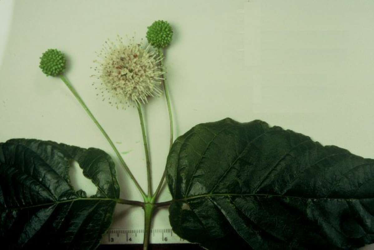 Top Of Plant in  Bloom<br>(Origin of the Specimen: Round Lake, Il, USA)