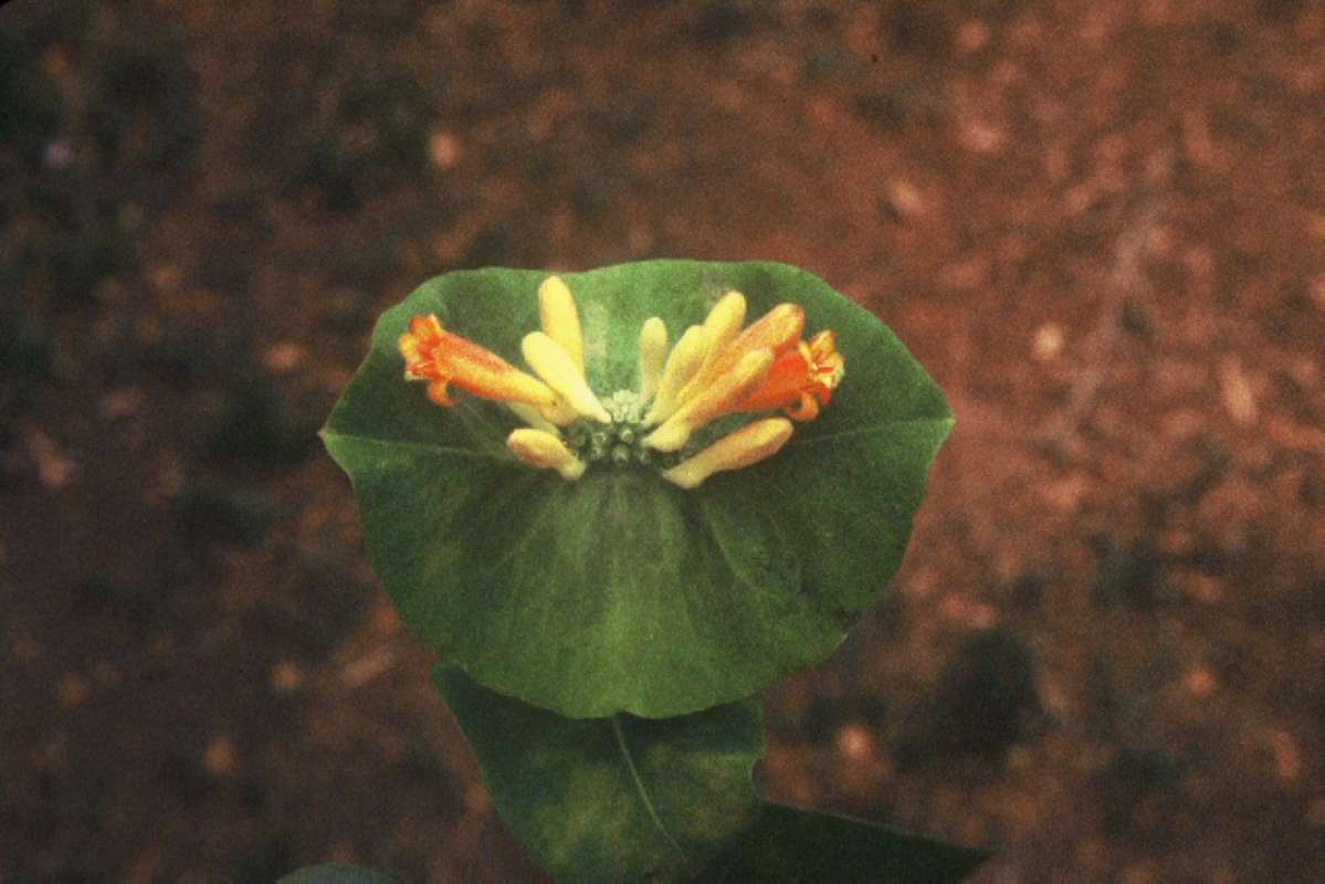 Flowers and Leaf<br>(Location of Picture: Blewitt Pass, Wa, , June 10, 2000)