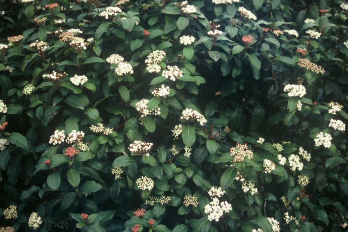 Garden View<br>(Origin of the Specimen: Vancouver, Bc, Mar 30, 2000)