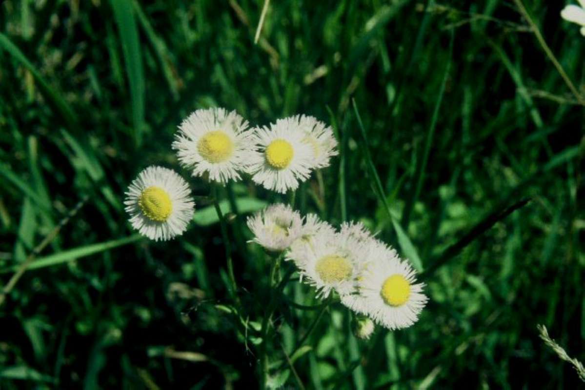 Flowers<br>(Location of Picture: Fish Lake, Wa, USA,  june 17, 2000)