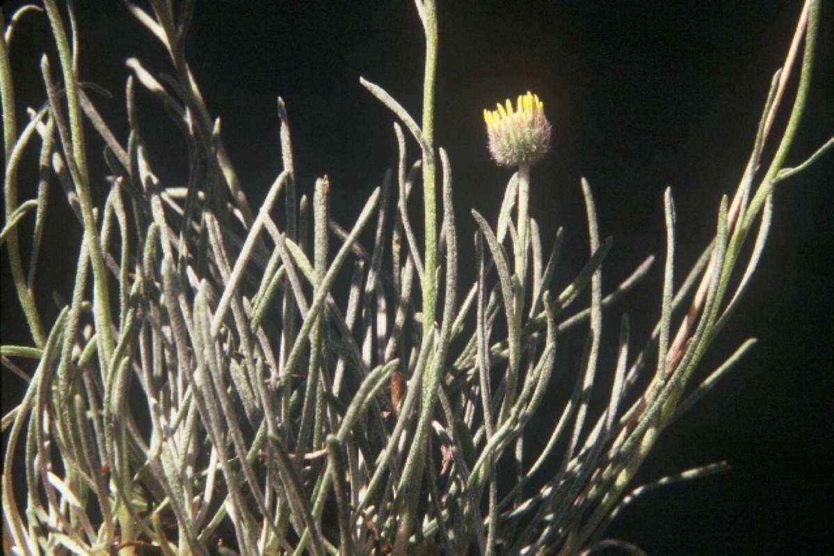 Plant - Side View<br>(Location of Picture: Shell Rock Point, Wa, USA)