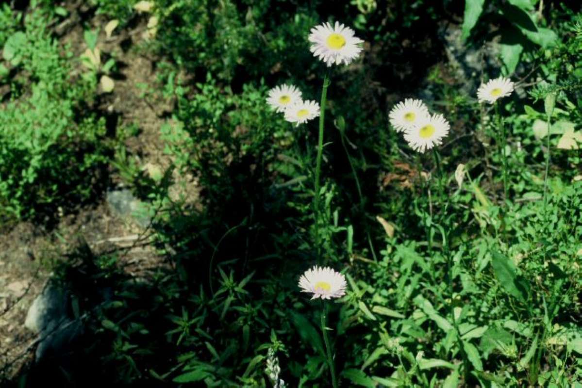 Habitat View<br>(Location of Picture: Harts Pass, Washington, USA)