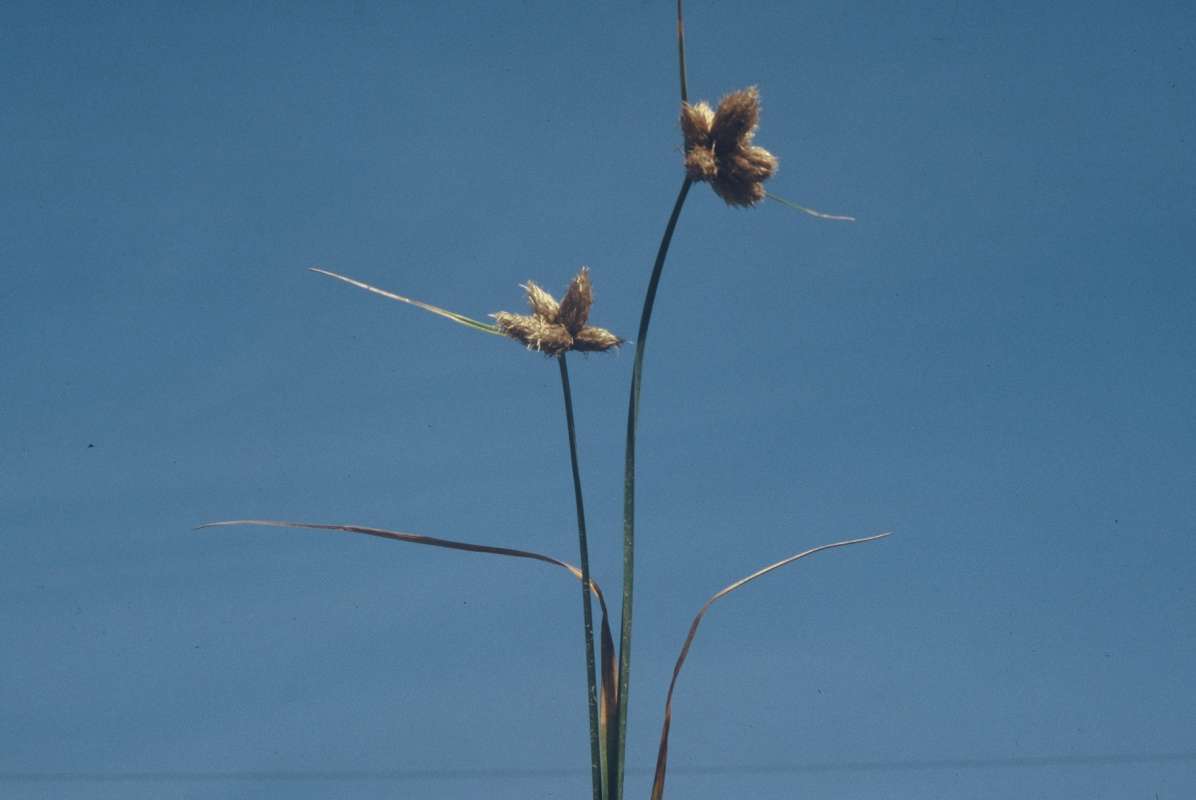Top Of Plant<br>(Location of Picture: Blue Lake, Washington, USA)