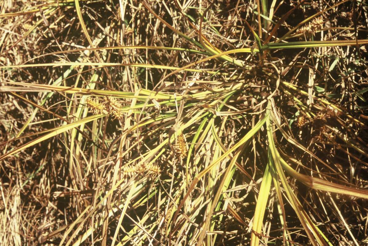 Habitat<br>(Location of Picture: Conconully, Washington, USA)