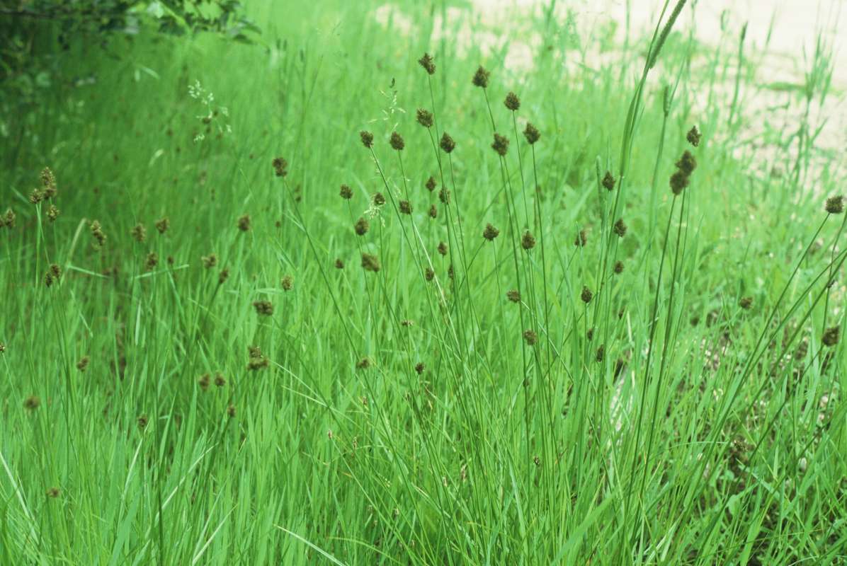 Habitat<br>(Location of Picture: Rock Lake, Washington, USA)
