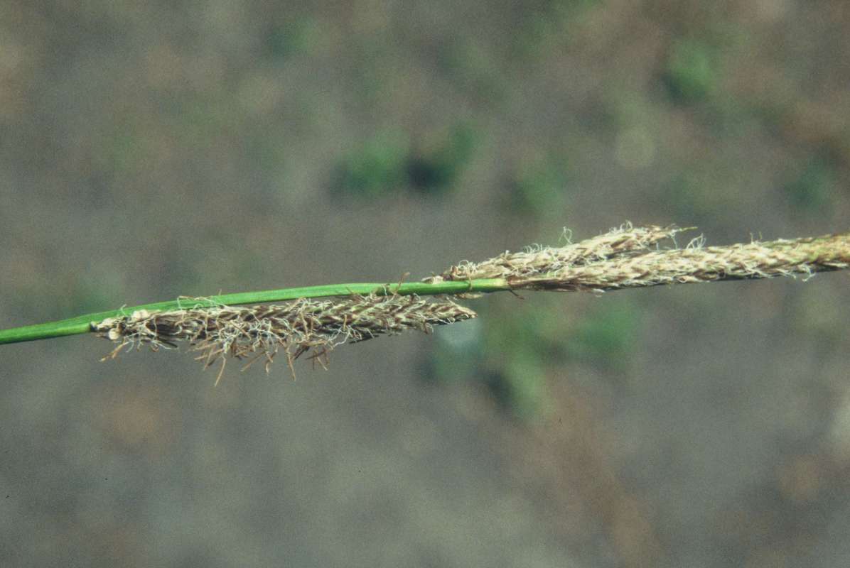 Close View #2<br>(Location of Picture: Conner Lake, Washington, USA)