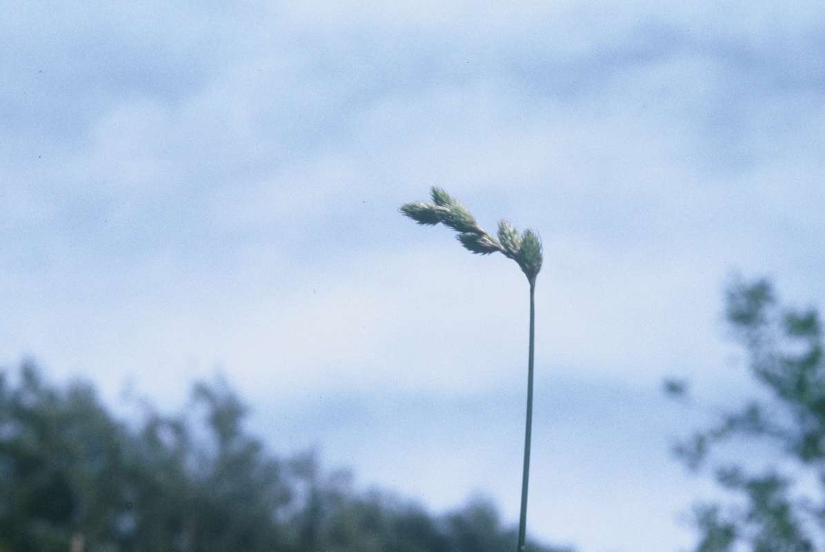 Top Of Plant<br>(Location of Picture: Round Lake, Illinois, USA)
