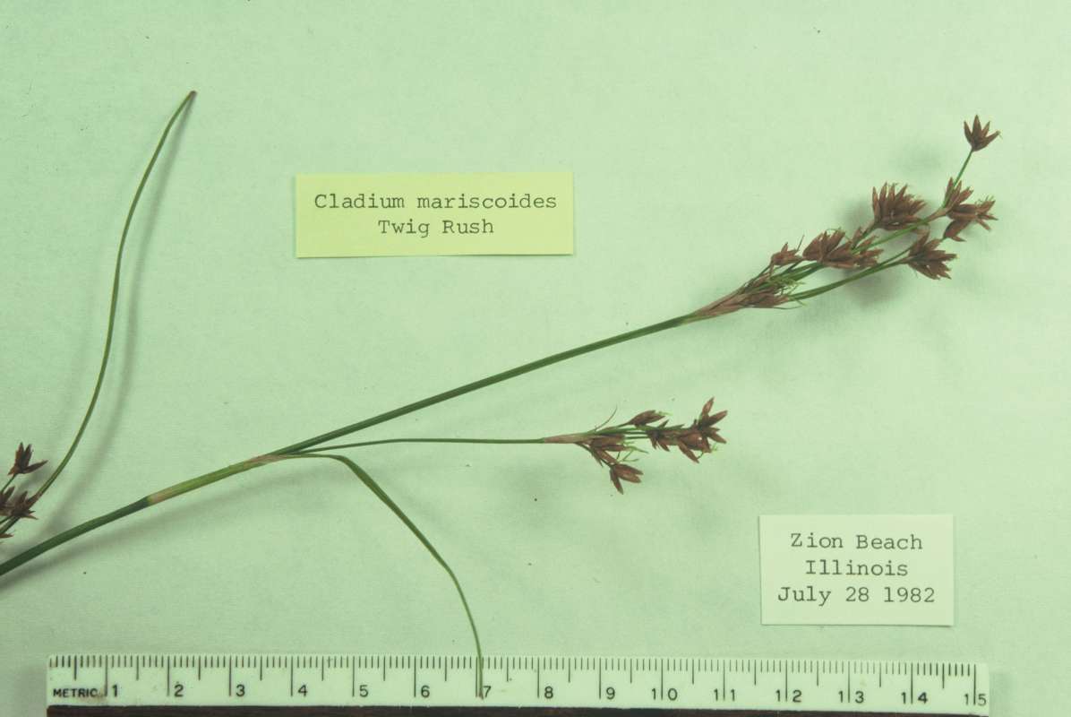 Mounted Specimen<br>(Origin of the Specimen: North East Illinois, USA)