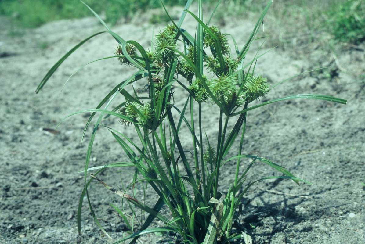 Habitat<br>(Location of Picture: Round Lake, Illinois, USA)