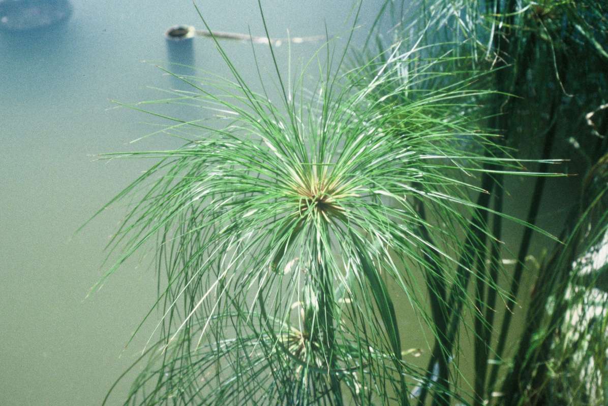 Top Of Plant<br>(Location of Picture: Whitnal  garden, Wisconsin, USA)