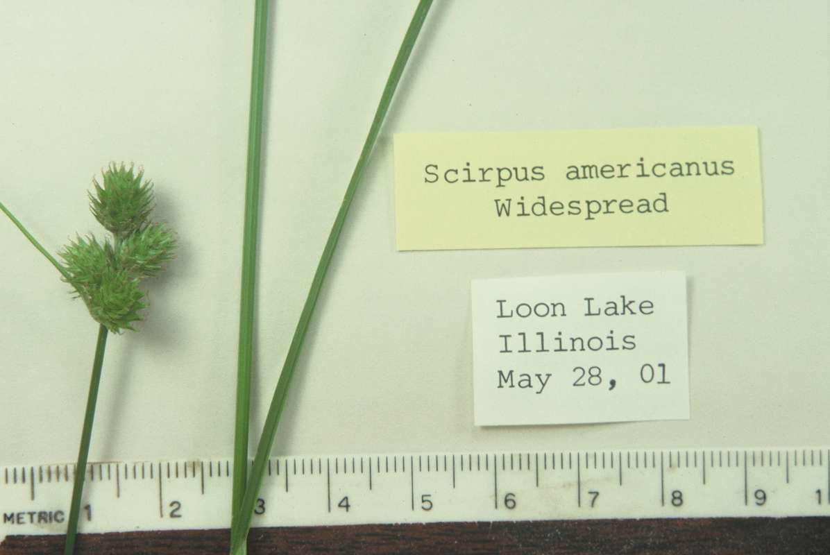 Mounted Specimen - Questionable Id<br>(Origin of the Specimen: Loon Lake, Illinois, USA)