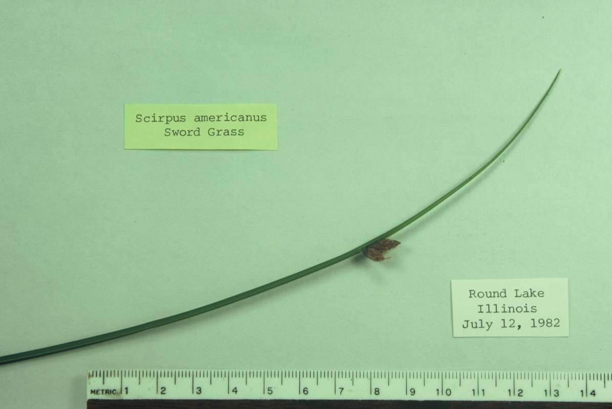 Mounted Specimen<br>(Origin of the Specimen: Round Lake, Illinois, USA)
