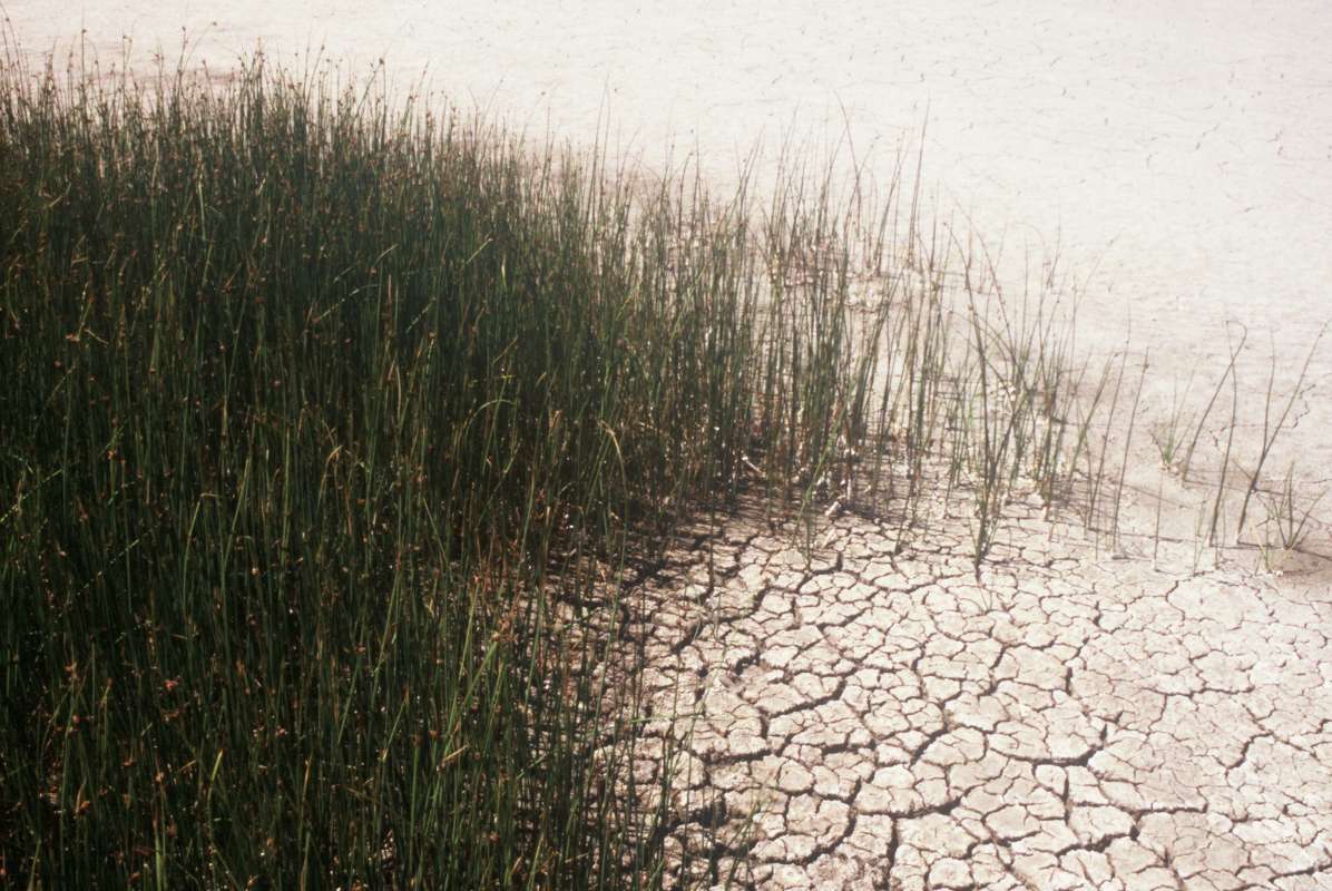 Habitat<br>(Location of Picture: Dry Lake, Washington, USA)