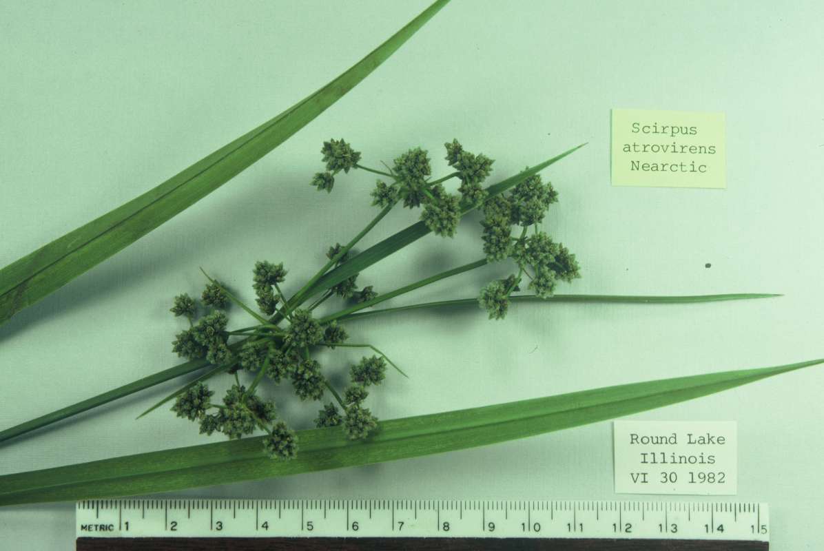 Mounted Specimen<br>(Origin of the Specimen: Round Lake, Illinois, USA)