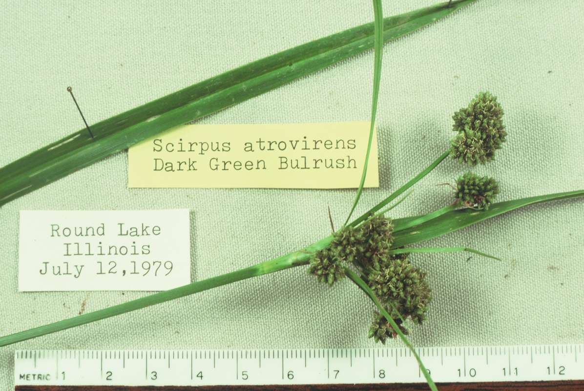 Mounted - Close View<br>(Origin of the Specimen: Round Lake, Illinois, USA)