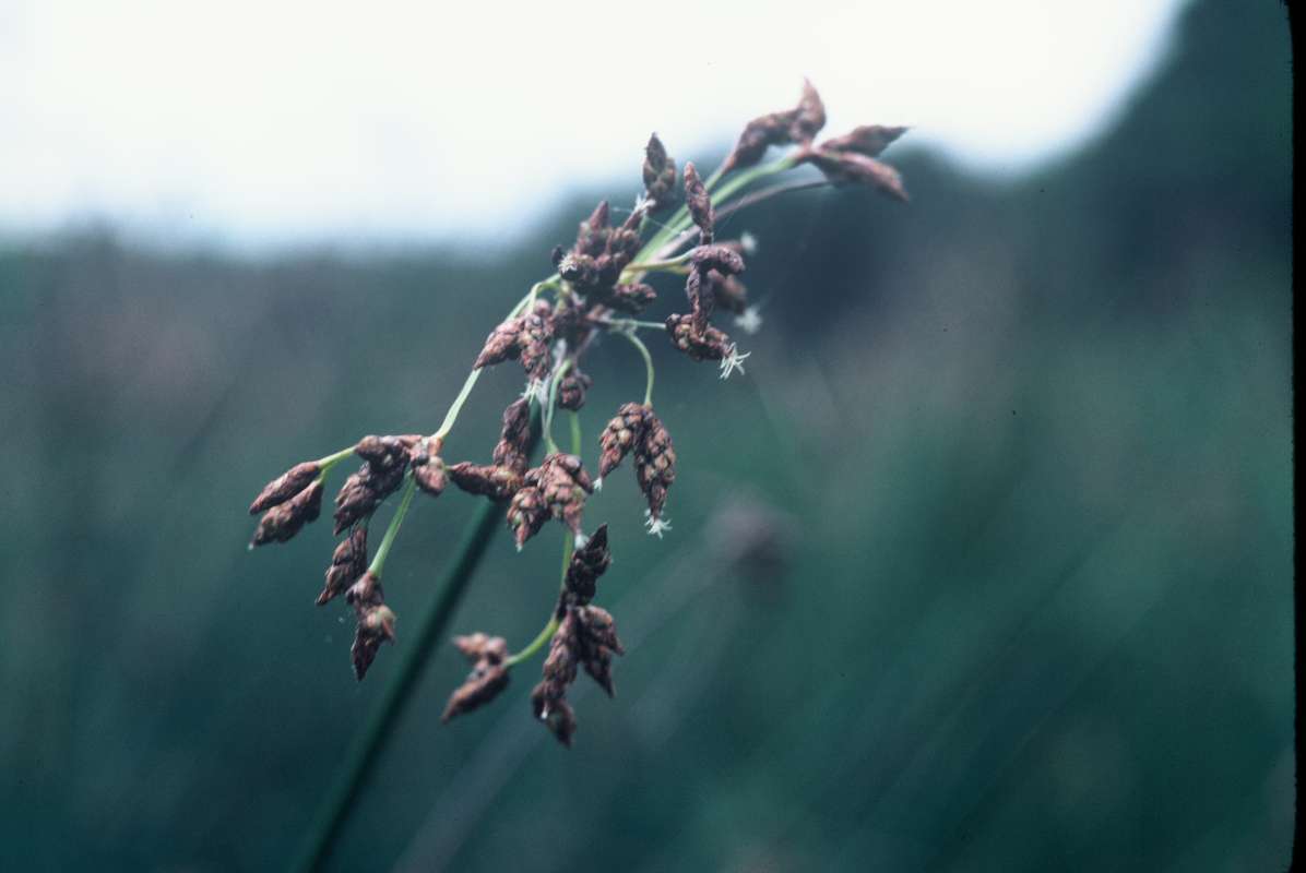 Top Of Plant<br>(Location of Picture: Sweden, Europe)