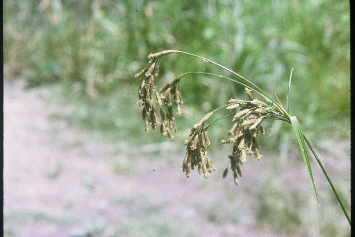 Top Of Plant