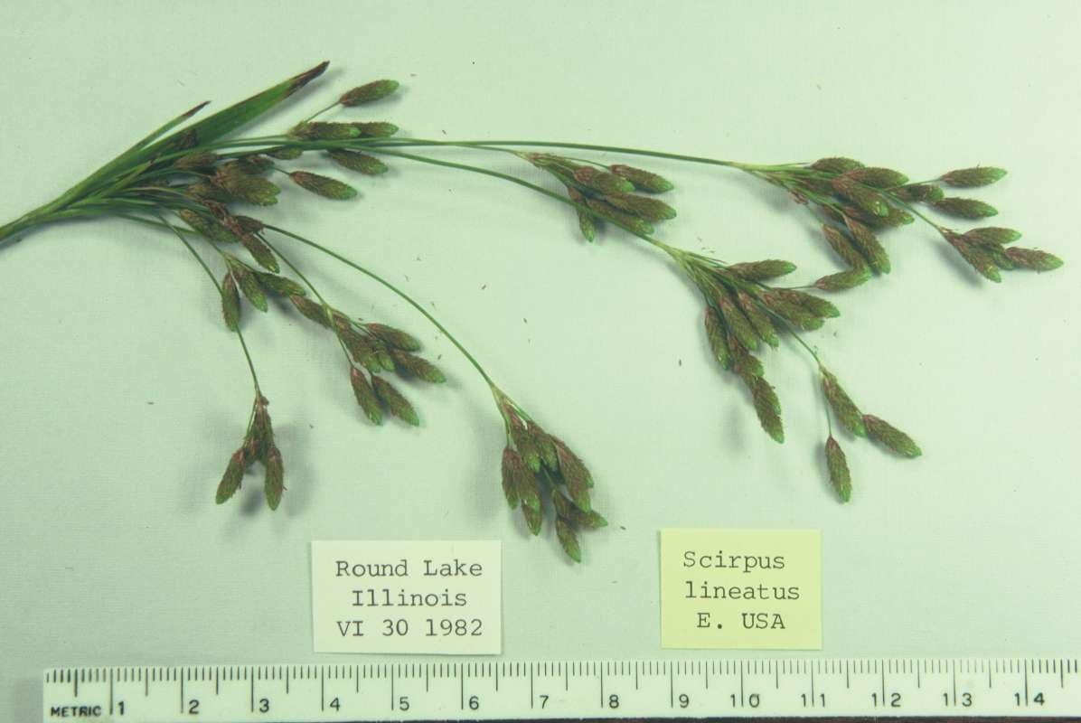 Mounted Specimen<br>(Origin of the Specimen: Round Lake, Illinois, USA)