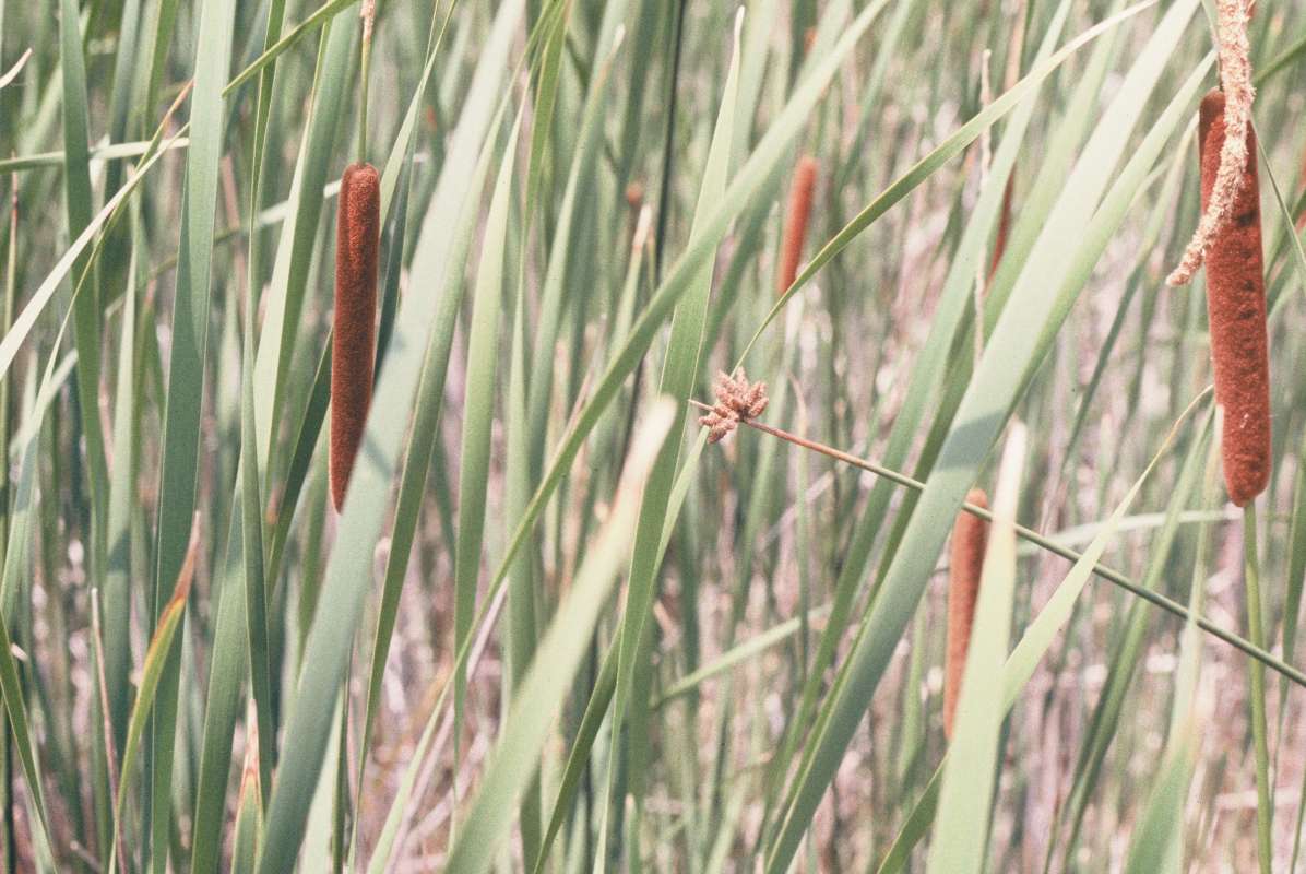 Among Cat Tails<br>(Location of Picture: Hainesville, Illinois, USA)