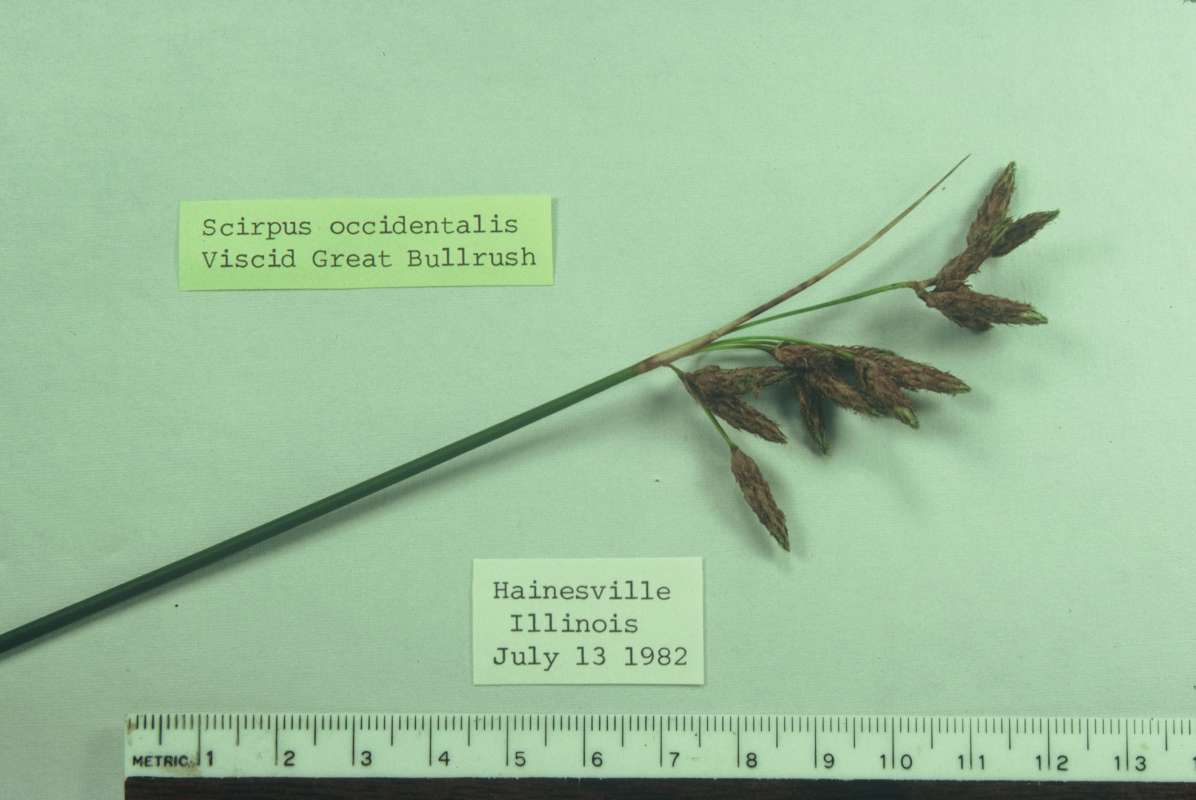 Mounted Specimen<br>(Origin of the Specimen: Hainesville, Illinois, USA)
