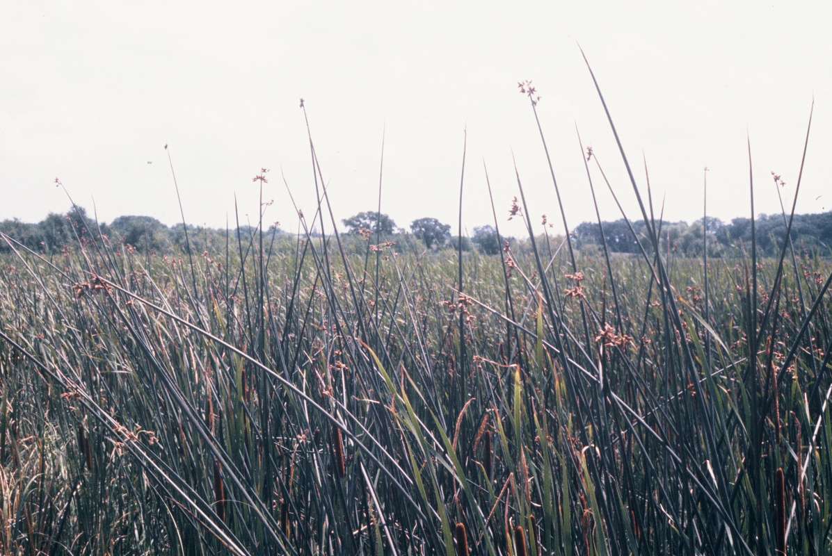 Habitat<br>(Location of Picture: South Of Long Lake, Illinois, USA)