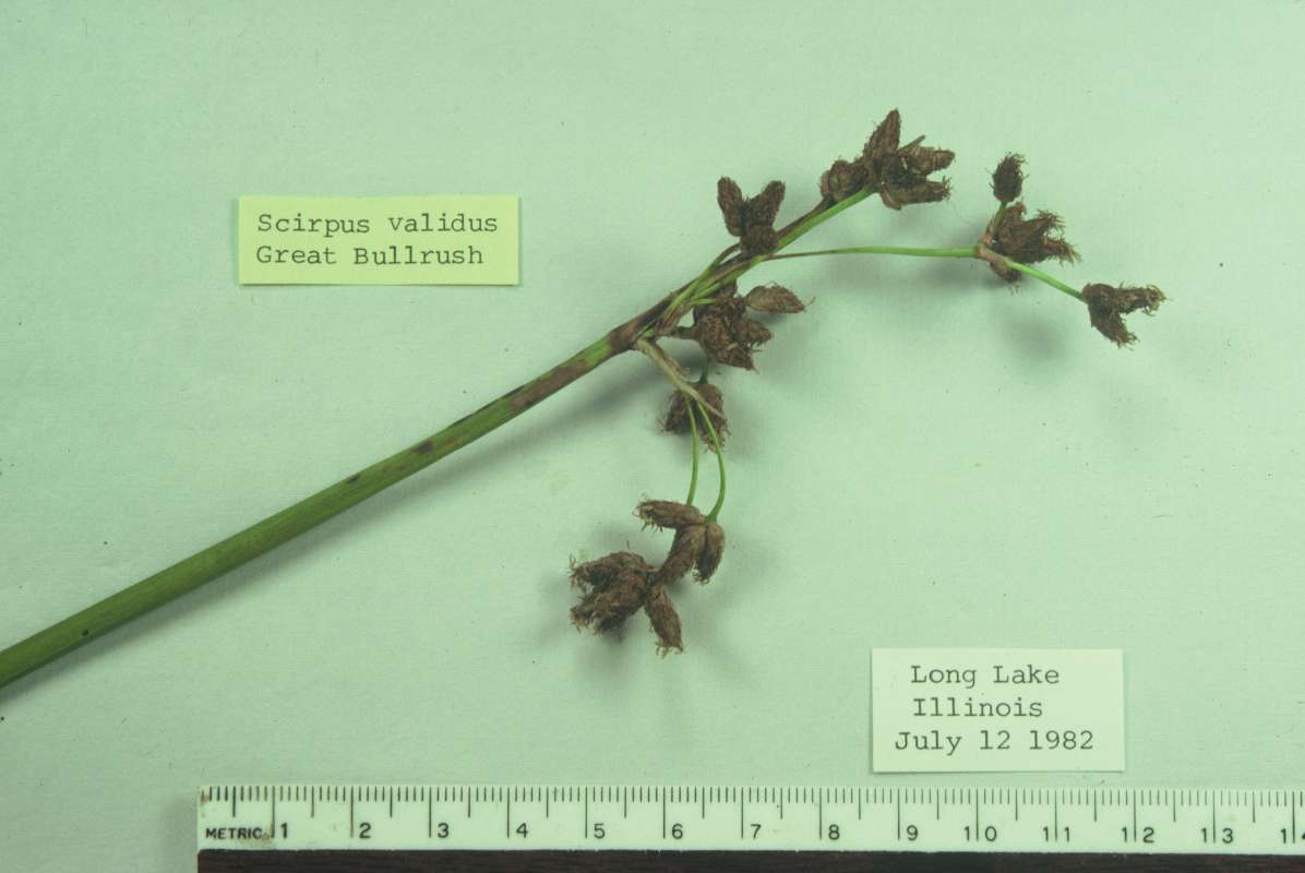 Mounted Specimen<br>(Origin of the Specimen: South Of Long Lake, Illinois, USA)