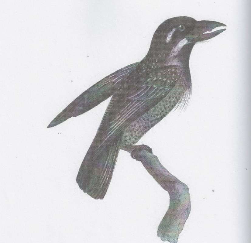Original Drawing, ssp hirsuta<br>(Origin of the Specimen: Swainson Drawing)