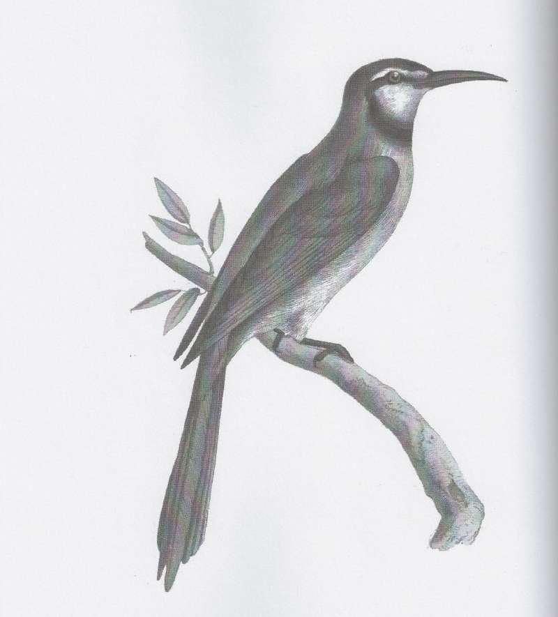 Painting - Side View - Black and White<br>(Origin of the Specimen: Wiliam Swainson Painting)