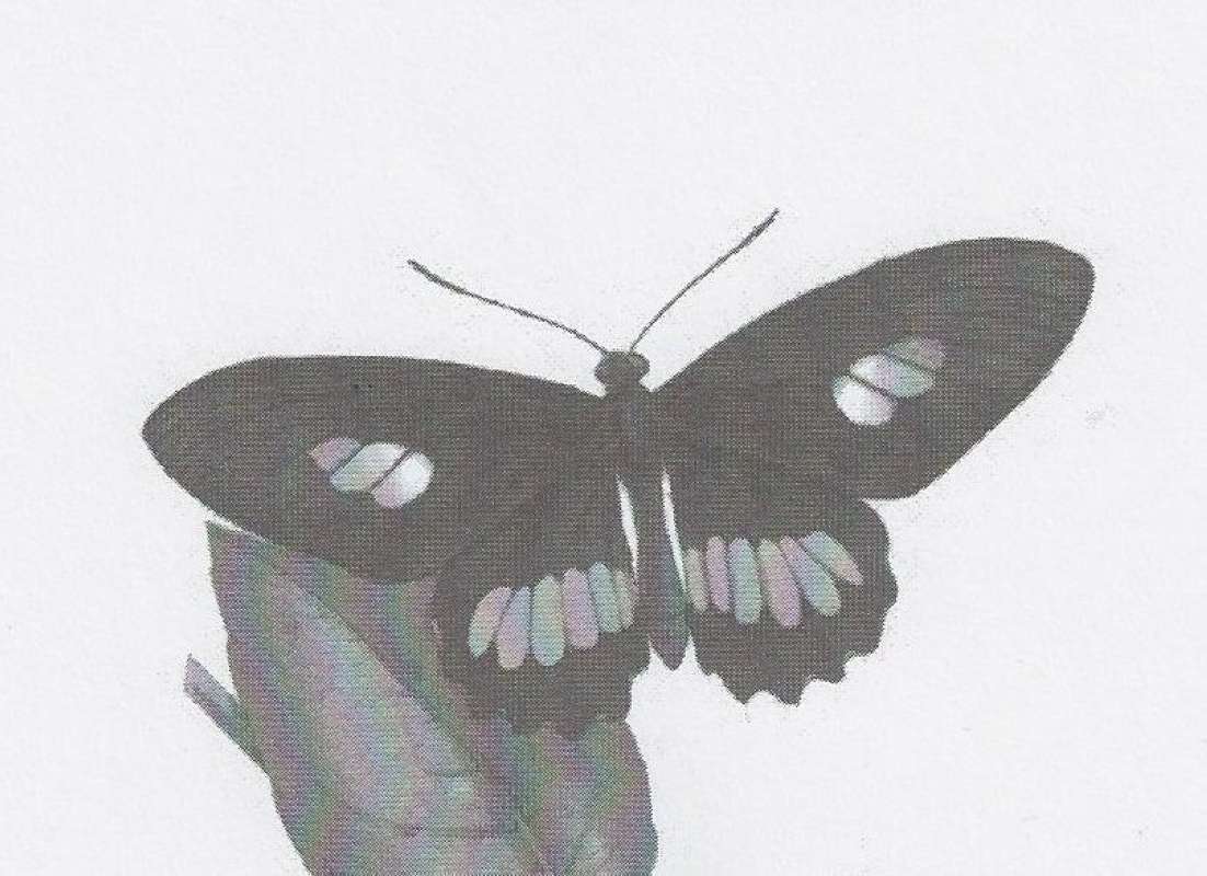 Female (Middle Figure)<br>(Origin of the Specimen: Bahia, William Swainson, 1821-22)