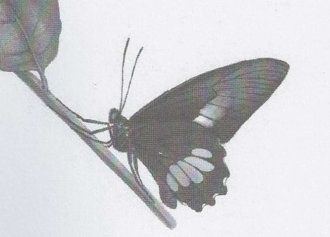 Male Bottom (Lower Figure)<br>(Origin of the Specimen: Bahia, William Swainson, 1821-22)