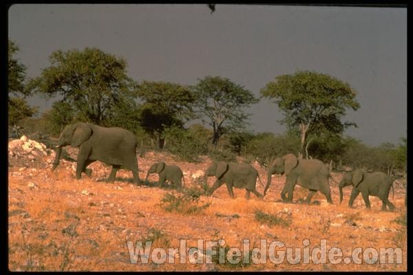 Family in  Habitat<br>(Location of Picture: Africa)