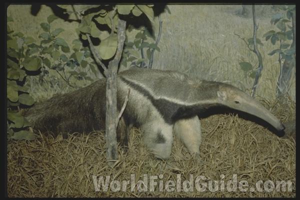 <br>(Location of Picture: Pantanal, Brazil)