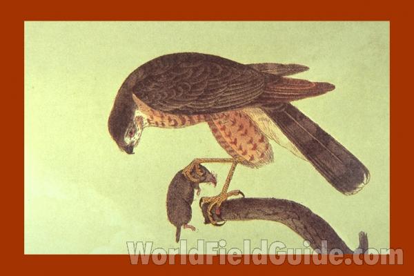 Two Perched, one with Rodent<br>(Origin of the Specimen: Audubon Painting)