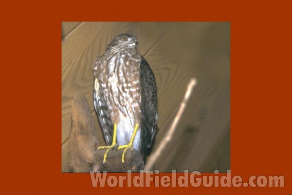 Habitat - Facing Left - Breast View<br>(Location of Picture: Okanogan, Wa. 2020)
