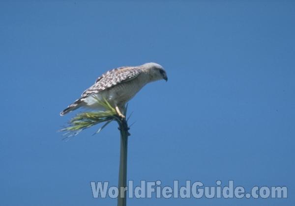 <br>(Location of Picture: Florida, USA)