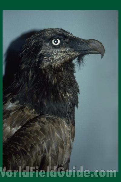 Young Birds - Mostly Dark<br>(Origin of the Specimen: Chicago FMNH)
