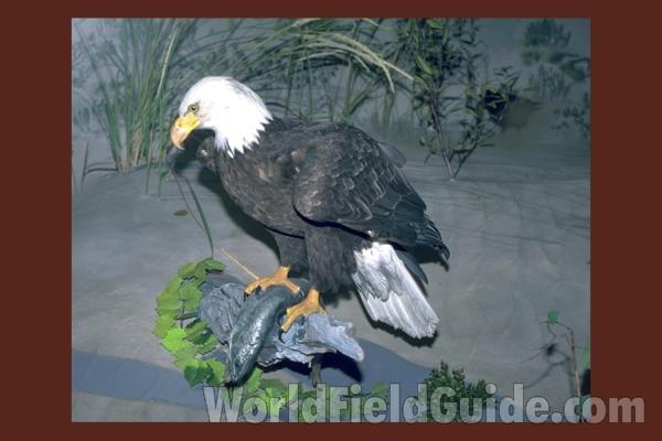 <br>(Location of Picture: Florida, USA)
