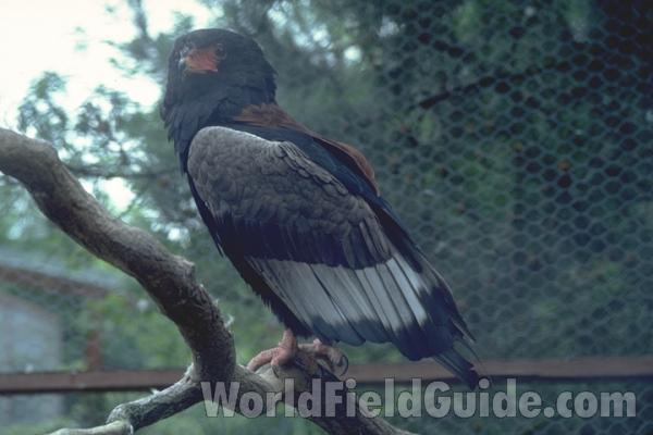 Head<br>(Location of Picture: Fort Worth Zoo, Texas, USA, 2009)<br>(Location of Picture: Habitat Zoo in England)