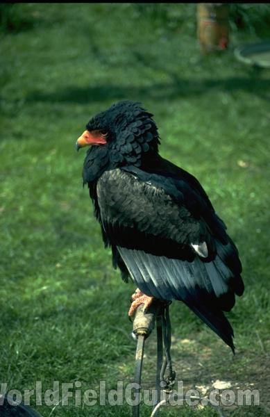 Rear - Angel View<br>(Location of Picture: Fort Worth Zoo, Texas, USA, 2009)<br>(Location of Picture: Habitat Zoo in England)