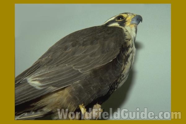 Ssp Septentrionales<br>(Location of Picture: Fort Worth Zoo, Texas, USA, 2009)