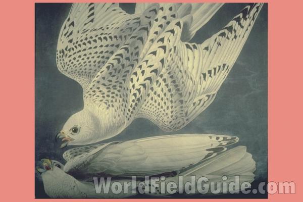 Audubon Painting - North American<br>(Origin of the Specimen: Pafnting by Audubon)