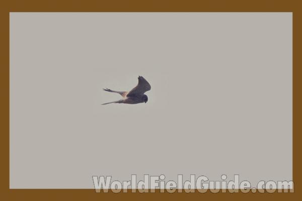 Male in Front, Female on Left, Male in Flight<br>(Origin of the Specimen: Painting, ssp tinnuculus)<br>(Location of Picture: Holland, Europe)