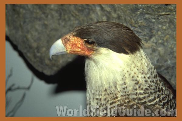 Subspecies audubonii